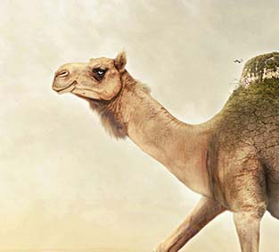 免费ddos在线攻击